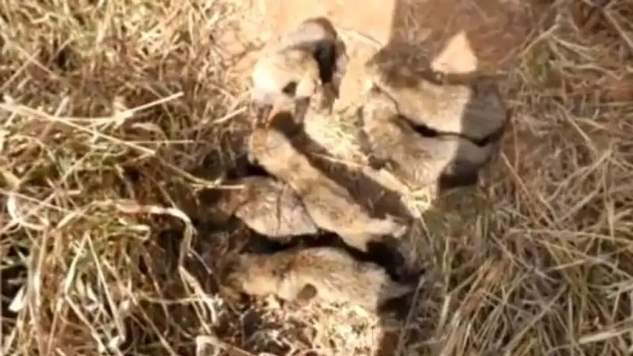 Not 5, but South African Cheetah Gamini gives birth to 6 cubs in Kuno National Park - Watch