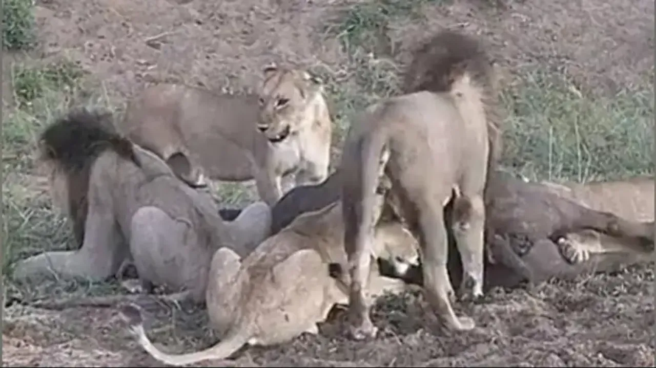 Escaping jaws of death: Buffalo miraculously escapes from pride of lions; watch