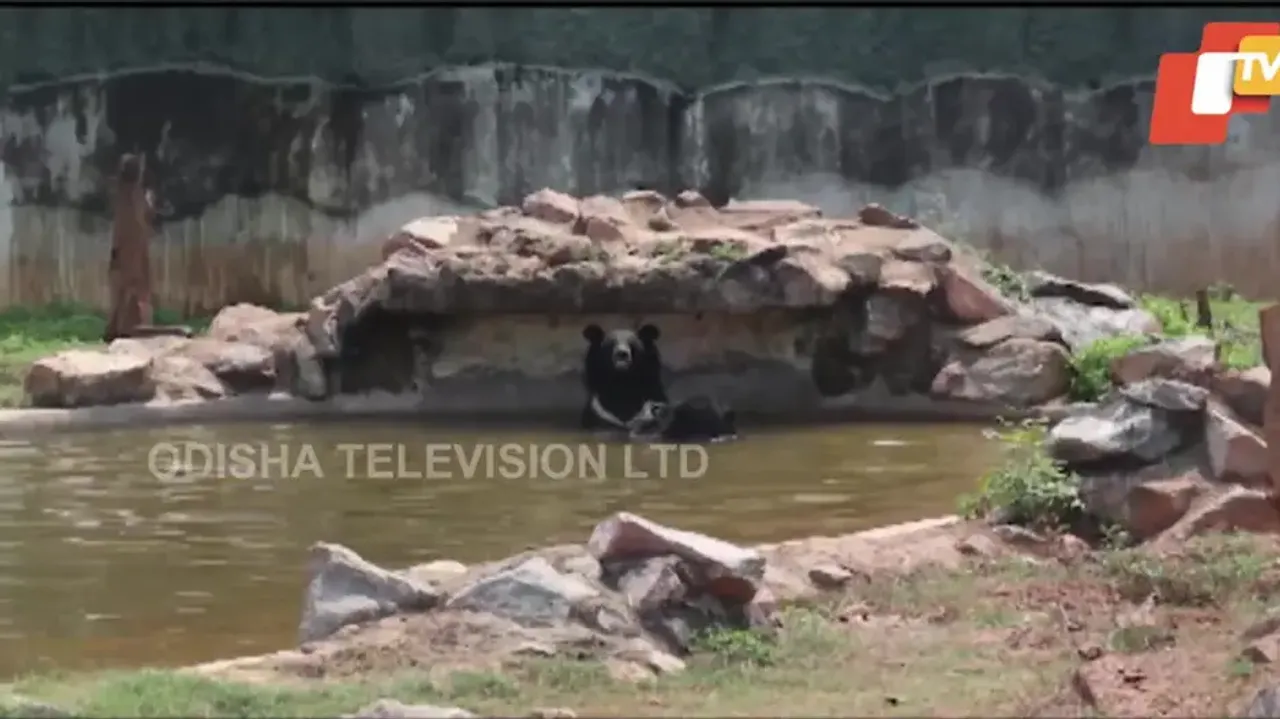 Arrangements have also been made for the bears to take bath in ice water