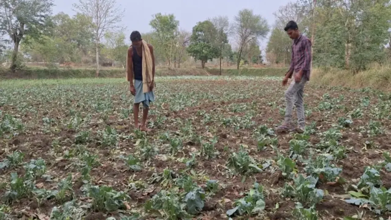 Crops damaged in Nuapada due to Nor’wester rain