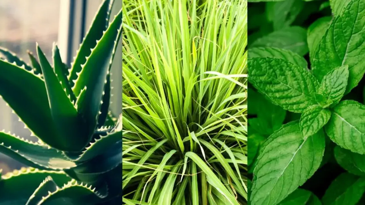 Cooling Herbs