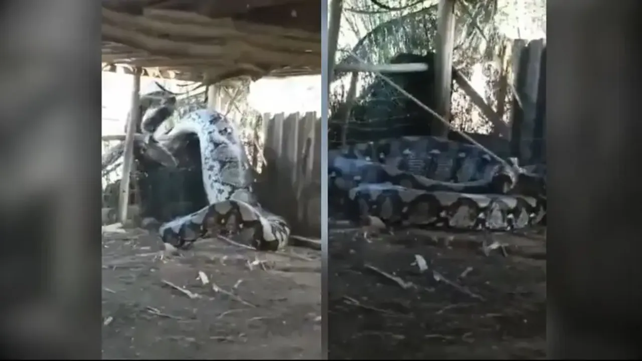 Giant python gets trapped in a rope after eating heavy meal; watch scary visuals