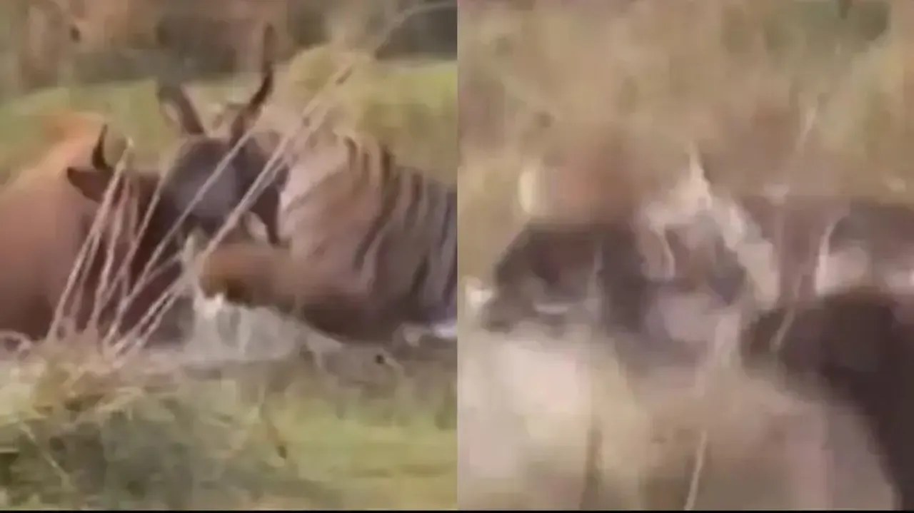 Indian bison chases away Royal Bengal Tiger to save friend; watch