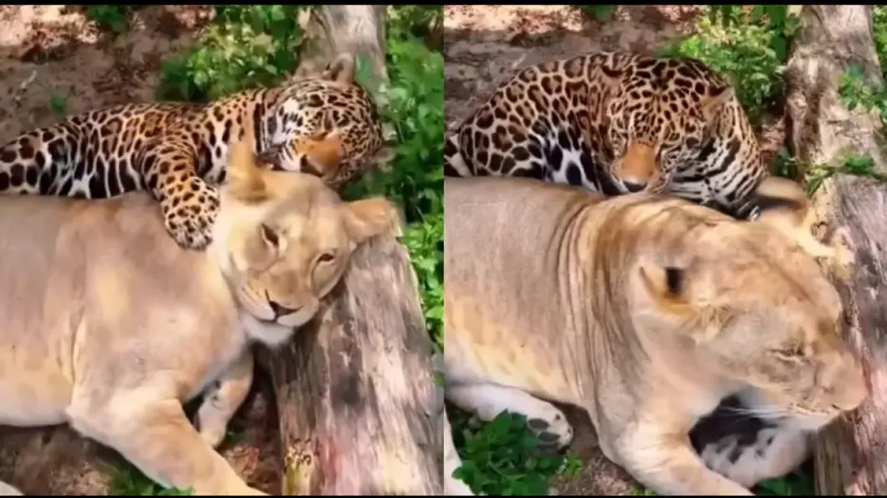 Rare visual of Jaguar and Lion cuddling each other is something you won't miss; watch