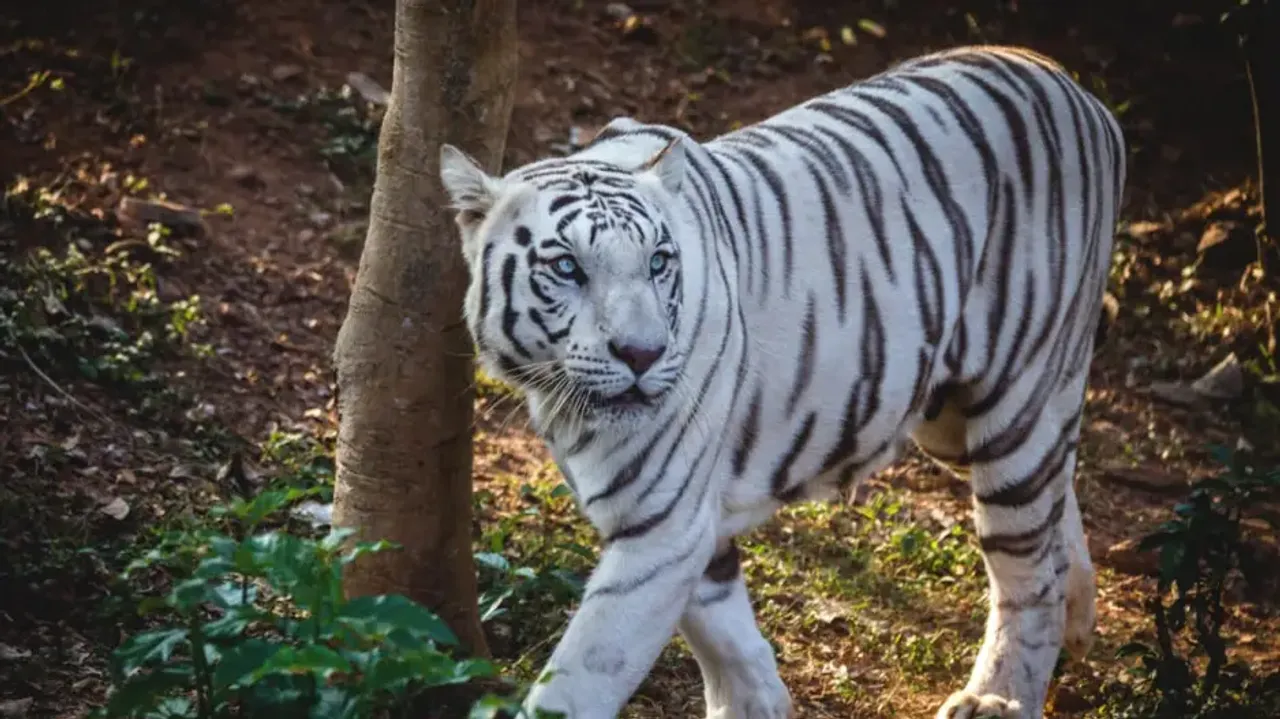 White tigress Sneha dies at Nandankanan Zoo in Odisha