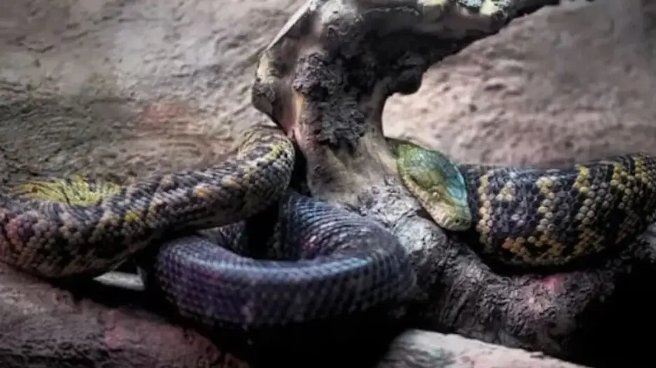 World's largest snake fossil discovered in Gujarat; named after mythological snake king associated w