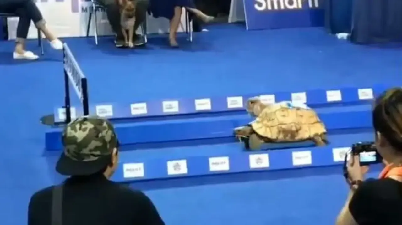 Rabbit and turtle story taught us in childhood gets real! Watch this hilarious video