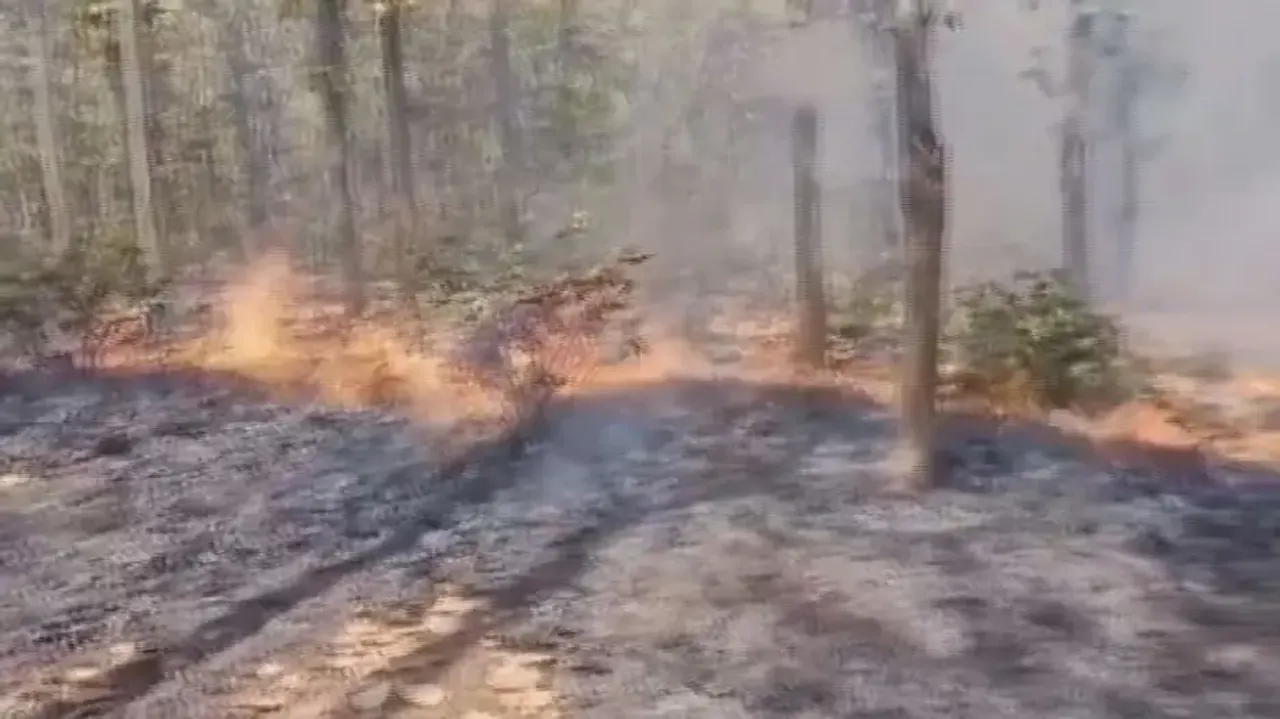 ODRAF teams engaged to douse forest fires in Odisha: PCCF