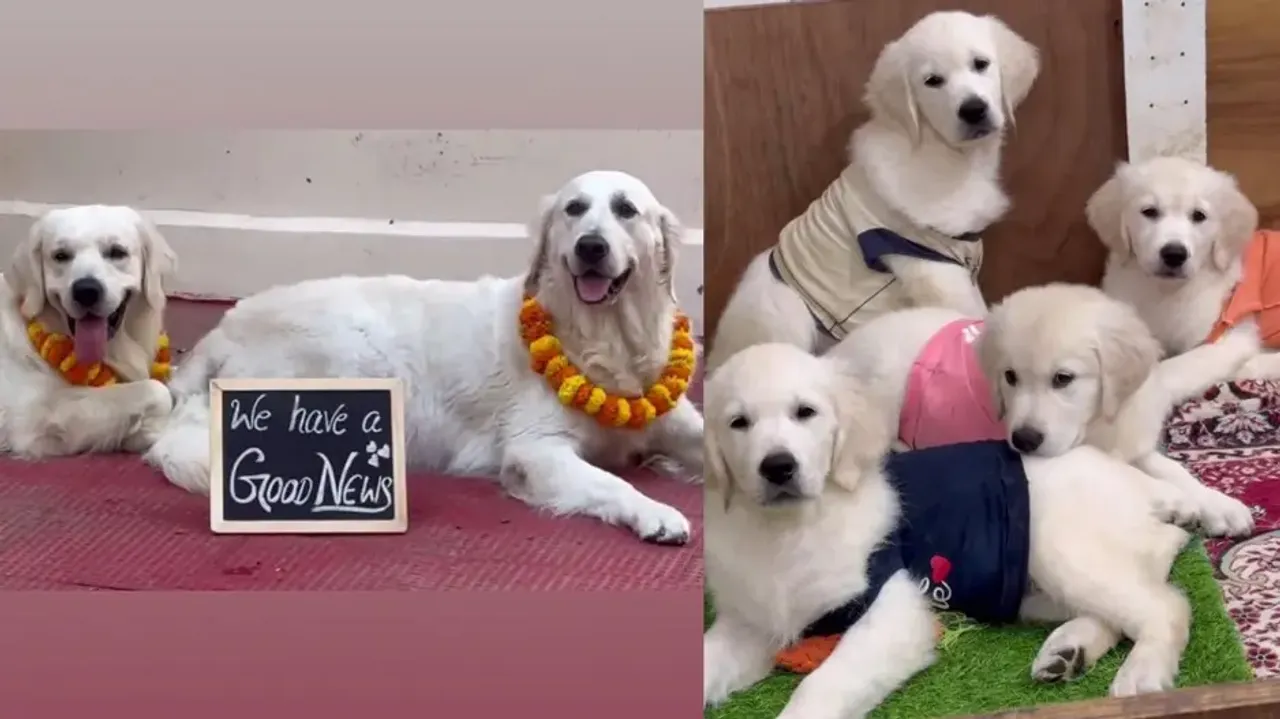 Good News, puppies coming soon! Family conducts baby shower of doggo couple in Indian style; watch