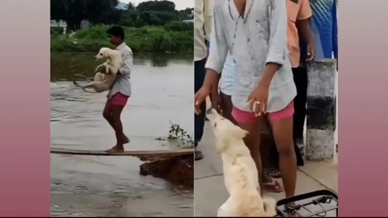 Humanity wins: Youth helps scared stray dog to cross bridge; canine thanking rescuer wins internet, 