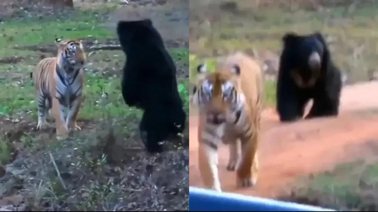 Sloth Bear attacks and scares away Tiger! Watch rare video