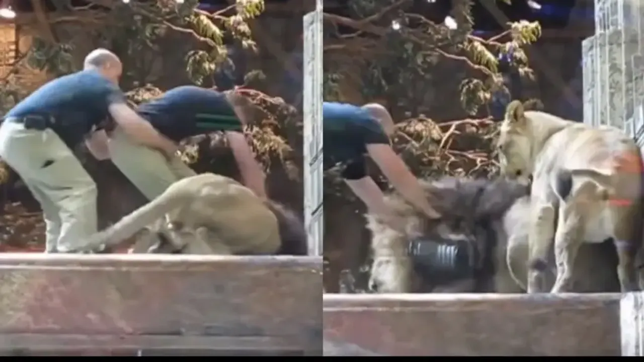 Shocking! Lion attacks zookeeper for making eye contact, lioness intervenes; watch