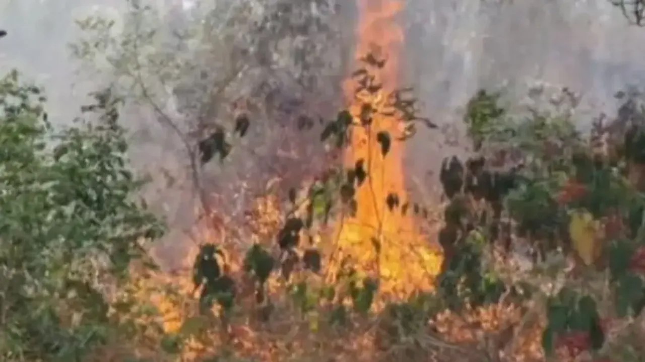 Fire breaks out in pine forest of Odisha’s Kashmir 