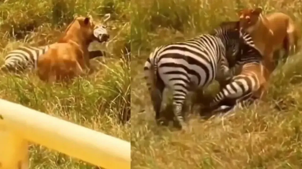 Mother's love! Zebra fights back Lioness to save its foal from the deadly jaws, watch