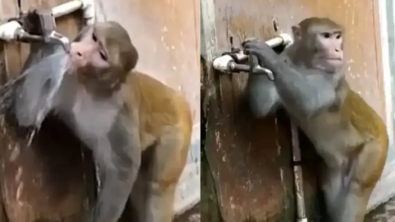 Monkey outshines humans in water conservation, closes tap after quenching thirst