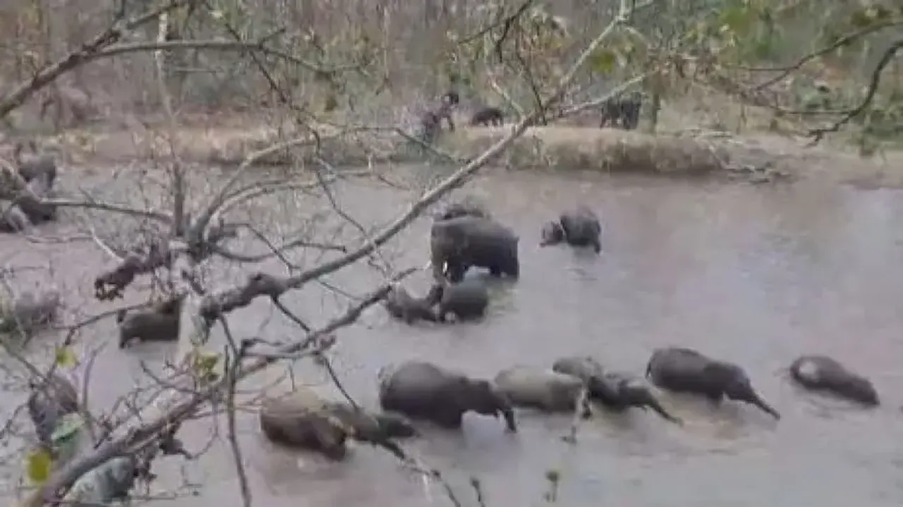 Elephants splashing in water to beat the heat in Odisha forest