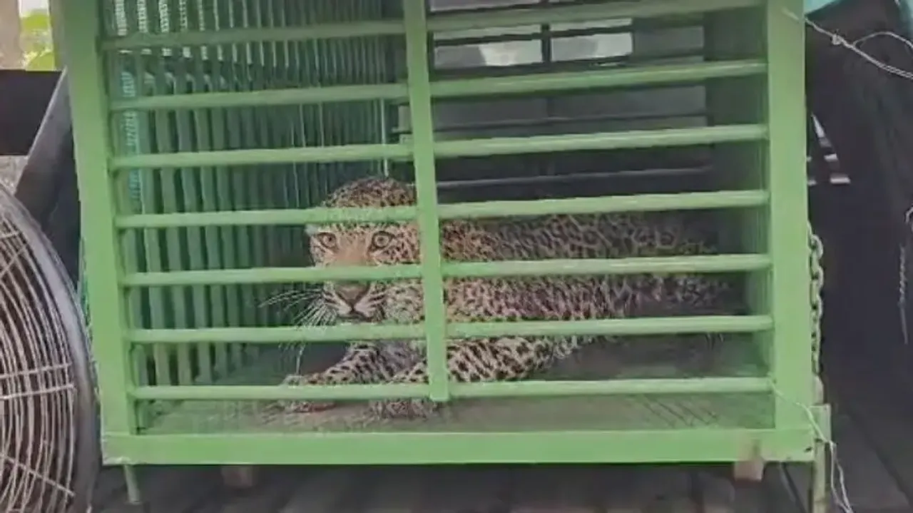 Leopard strays into city, rescued by Odisha Forest Dept