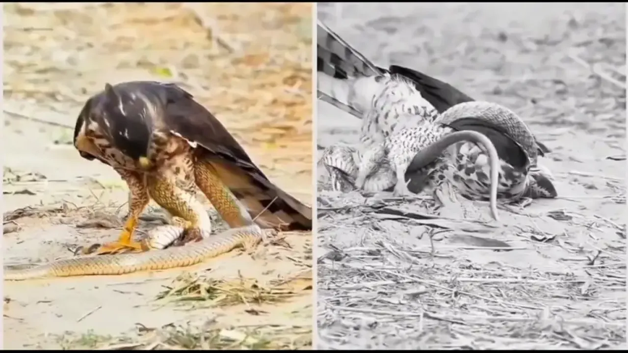 Eagle trying to feed on snake gets strangulated, watch how situation alters