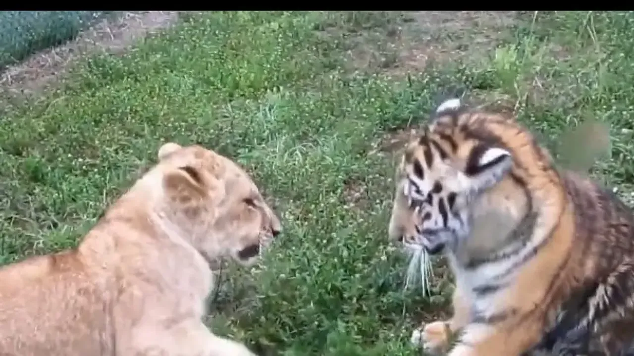Lion Vs Tiger! Cutest ever battle is winning hearts; watch