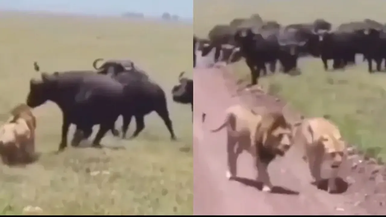 Buffalo herd chases and scares away lion and lioness bravely, watch