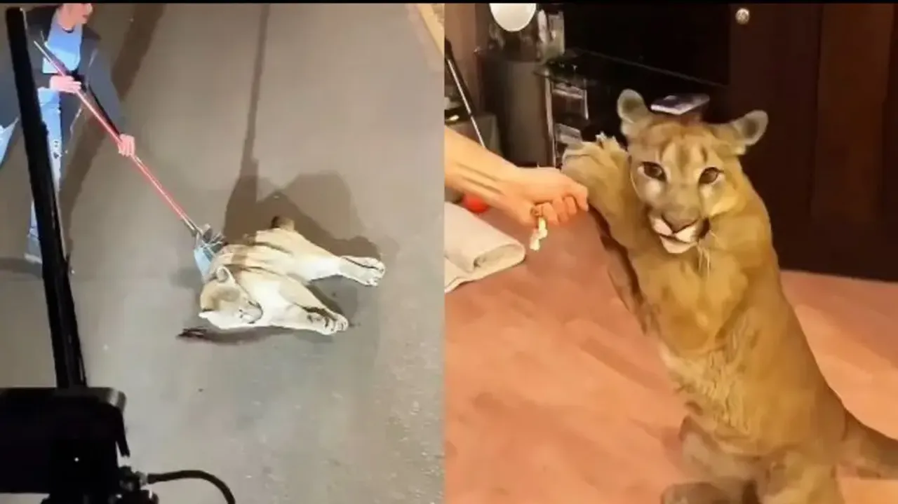 Humanity still alive! Couple rescues injured Cougar from middle of the road, amazing transformation