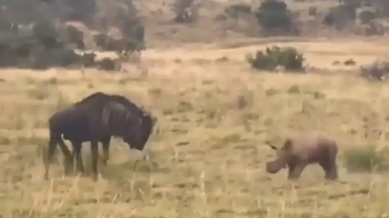 Cuteness overloaded! Baby Rhino charges Wildebeest playfully, runs back to mom after gnus retorts