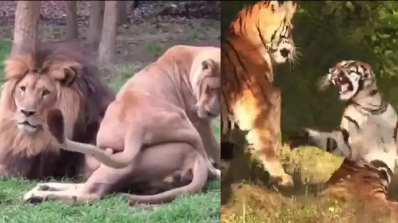 Lioness tries to draw attention of lion and tiger tries to woo tigress, efforts go in vain; watch