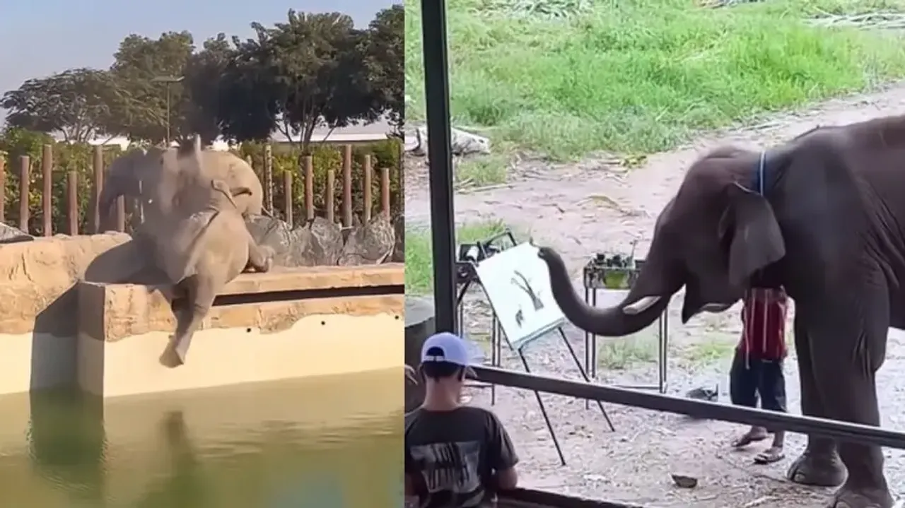 Elephant with artistic skills ostracised by envious herd! Things changed for the Jumbo, viral video