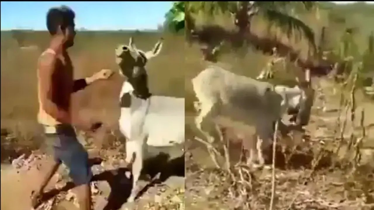 Karma hits back! Donkey avenges man for slapping brutally, netizens express satisfaction; watch