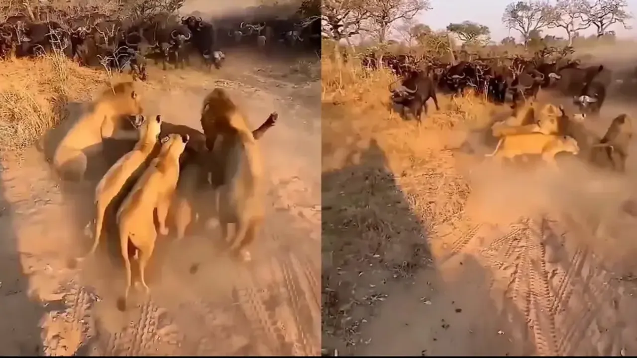 Lion pride vs Buffalo herd: Bovines lock horns with predators to save a member; watch