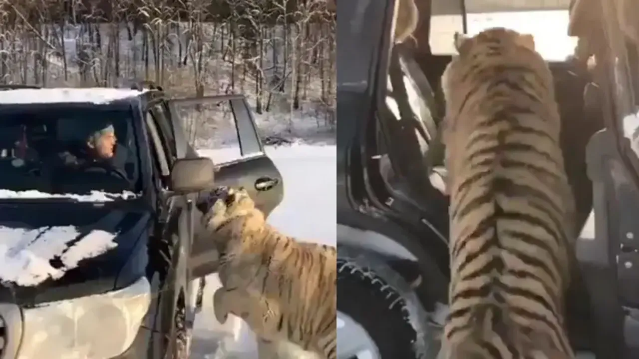 Siberian Tigers plunge into SUV for a ride! Watch