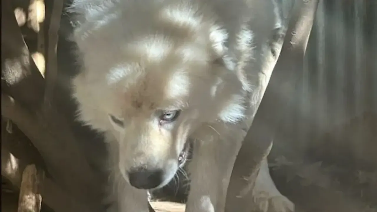 John Wick of dogs: Pet dog fights 13 coyotes attacking its owner’s sheep, kills them all