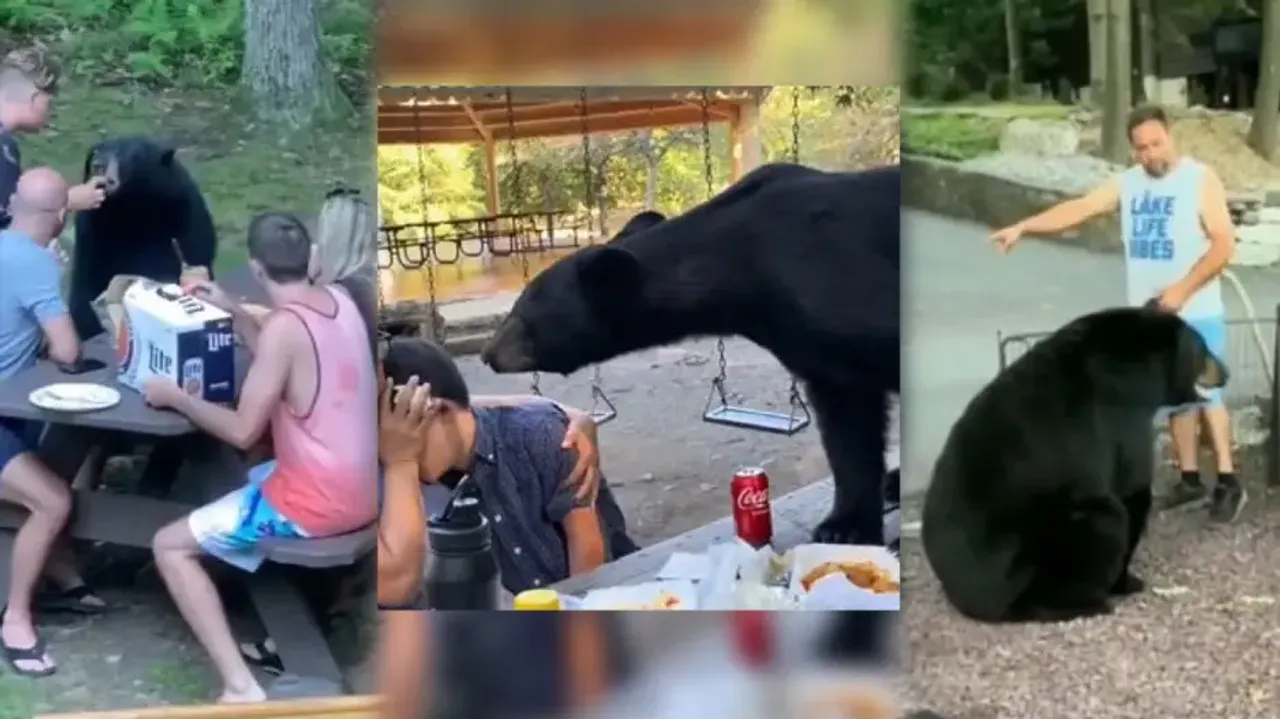 Uninvited gentle beasts! Bears join humans picnicking to gorge on delicious food, watch what happens
