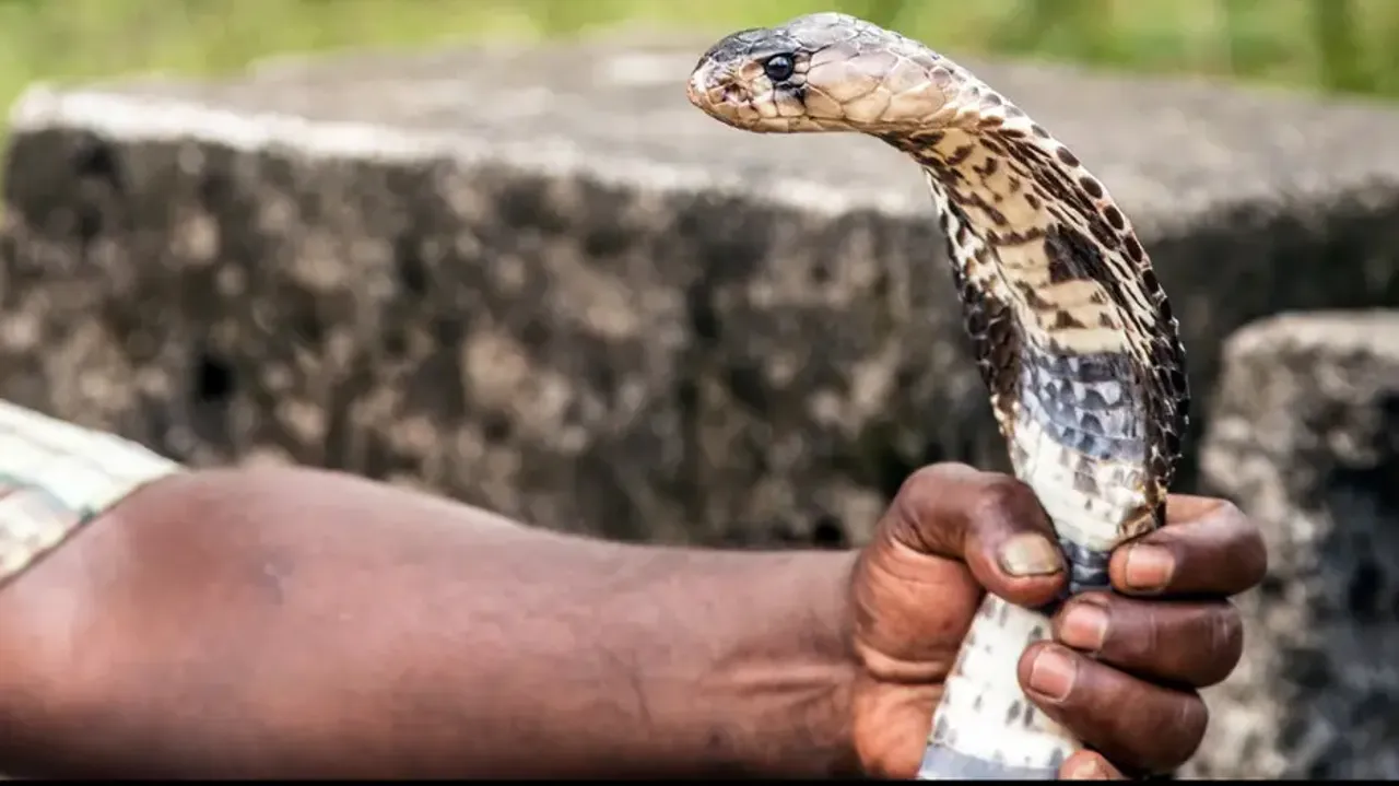 Revenge! Man bites back snake three times after getting bitten; the reason is SHOCKING