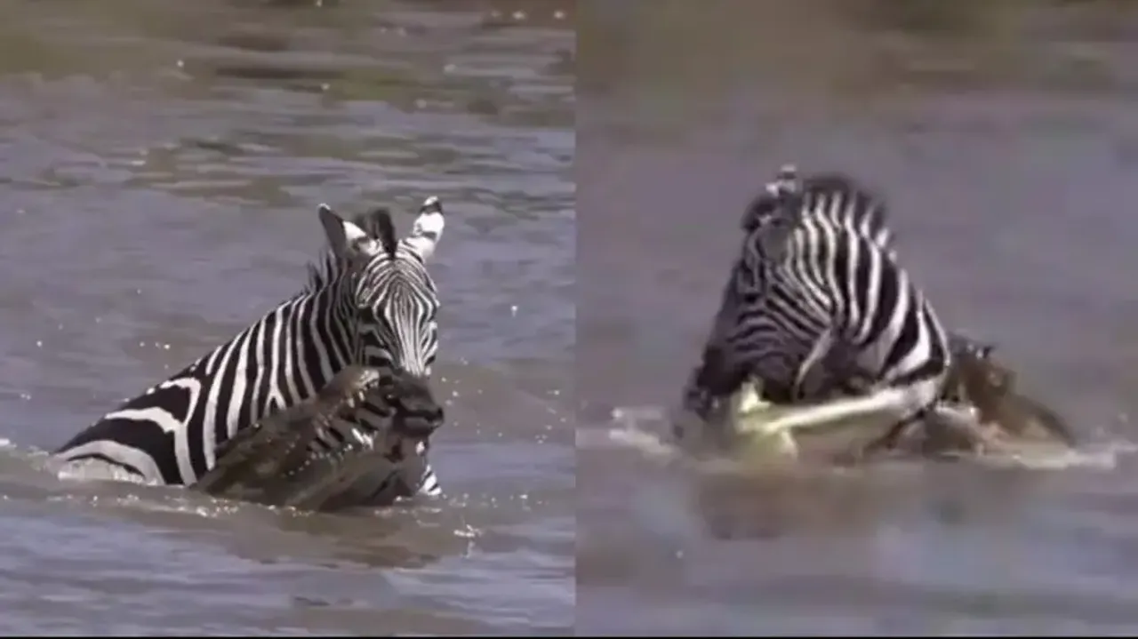 Zebra bites, fights back crocodiles in water and safely makes to the shore watch miraculous escape