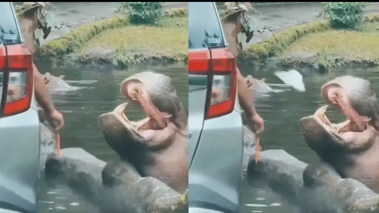 Stupidity! Man trashes 'plastic bag' into Hippo's mouth in a safari park, video sparks outrage watch