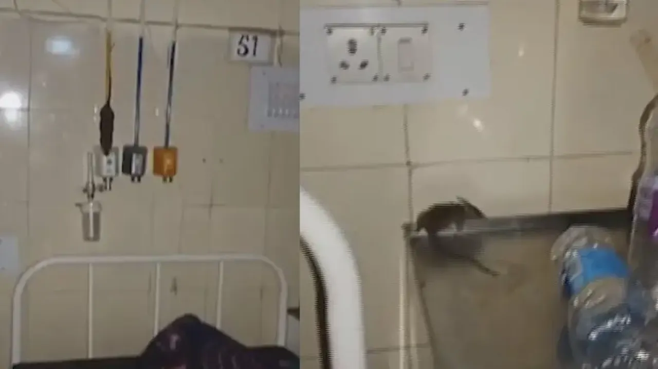 Rats attack in Koraput SLN Medical College & Hospital giving patients sleepless nights