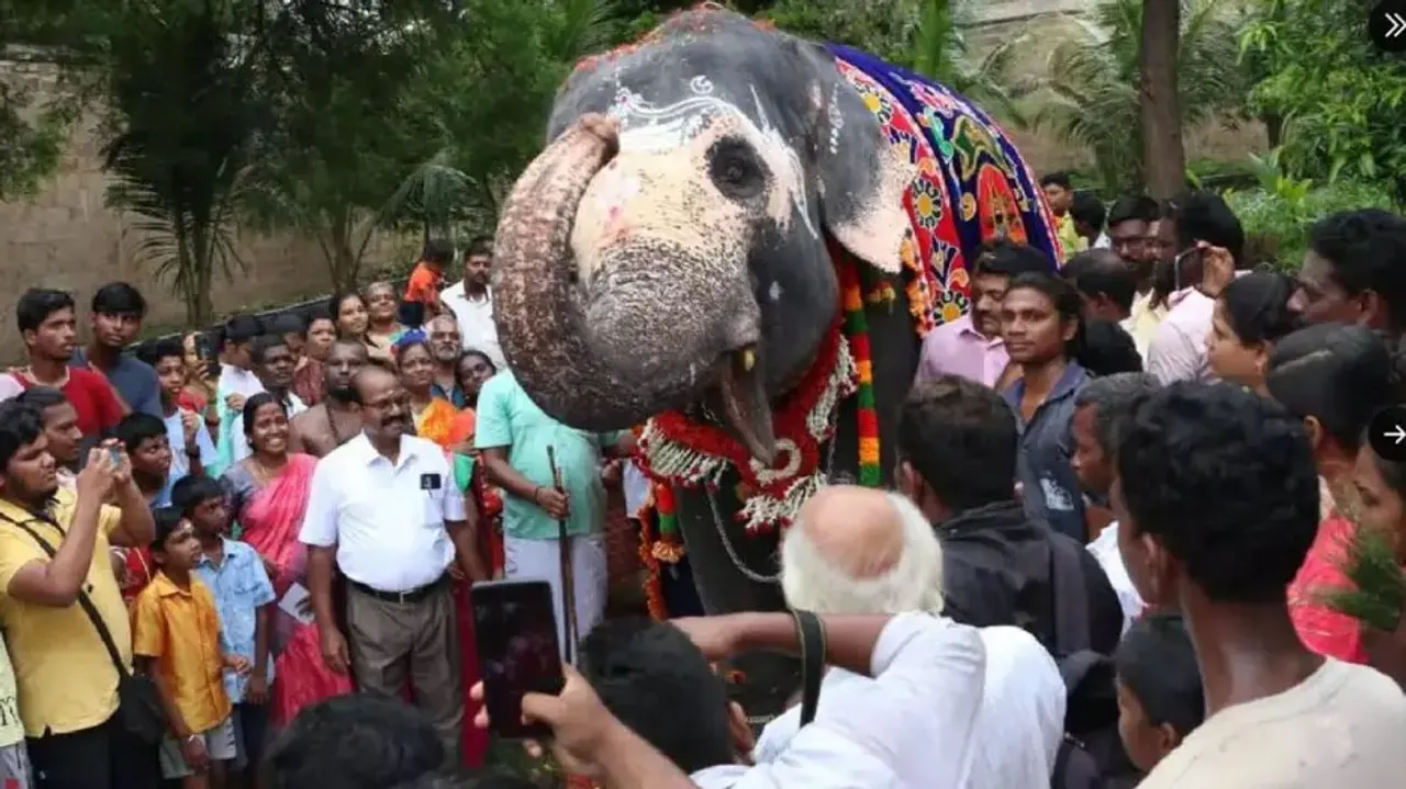 Elephant dances, feasts on good food on its birthday as people sing ‘Happy Birthday’