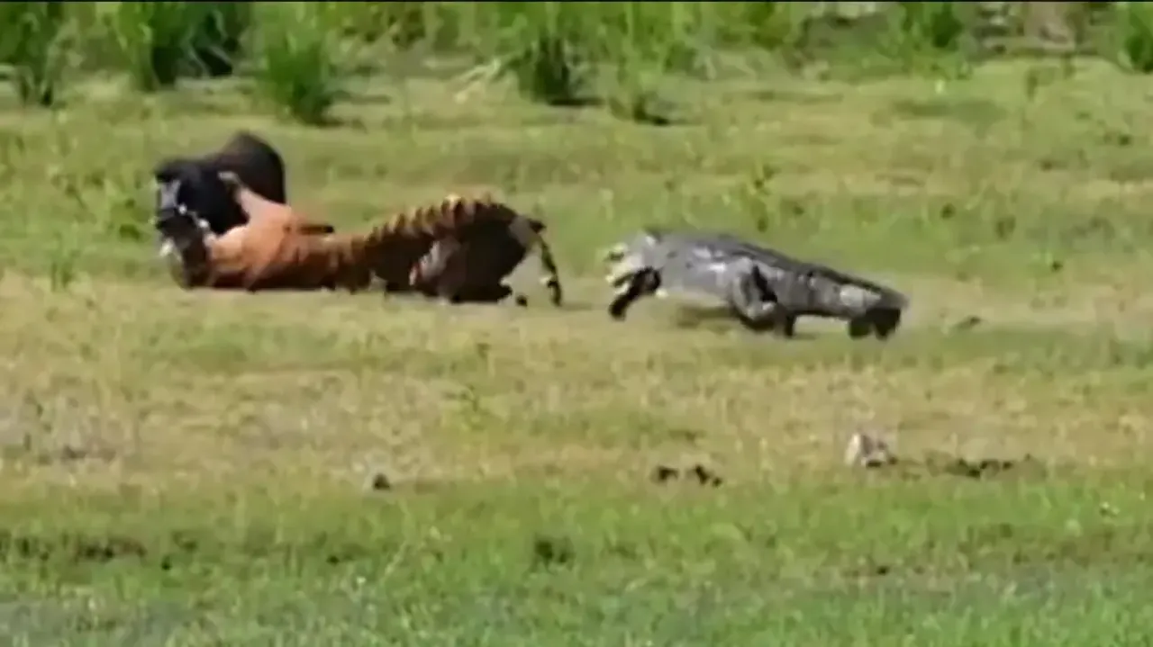 Crocodile tries to 'hunt down' Tiger busy with its prey, watch what happens next