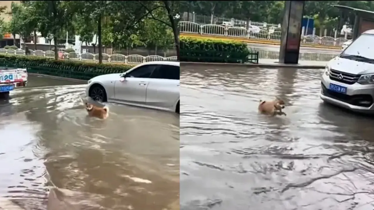 Pure joy! Dog turns water-logged road into amusement park, internet is in awe; watch