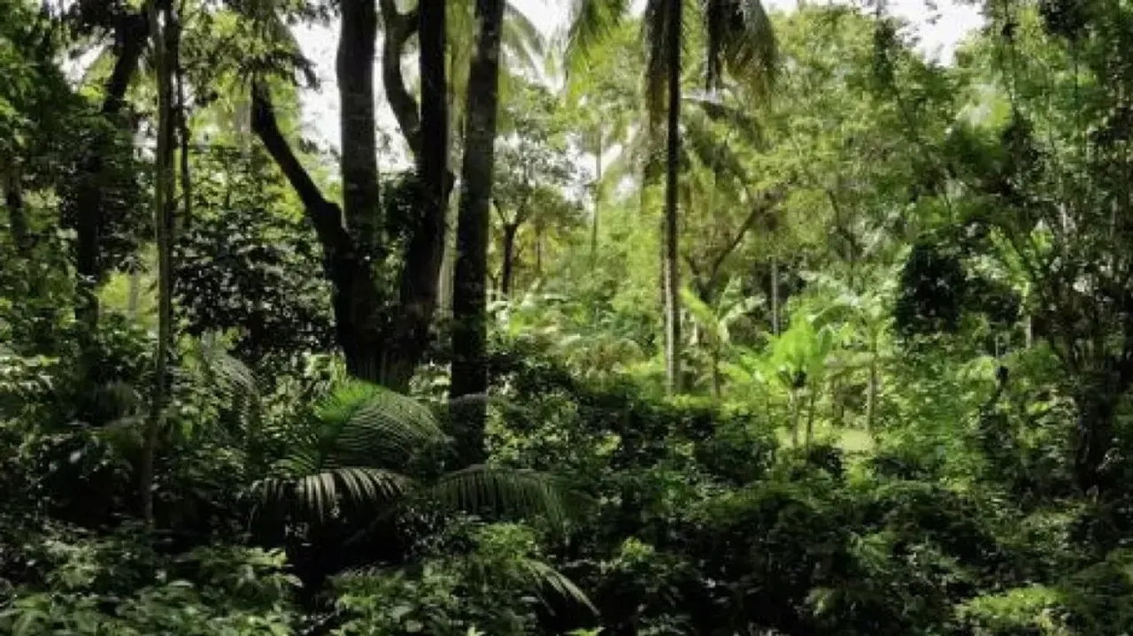 India among top 3 countries in forest area gains from 2010 to 2020: FAO report