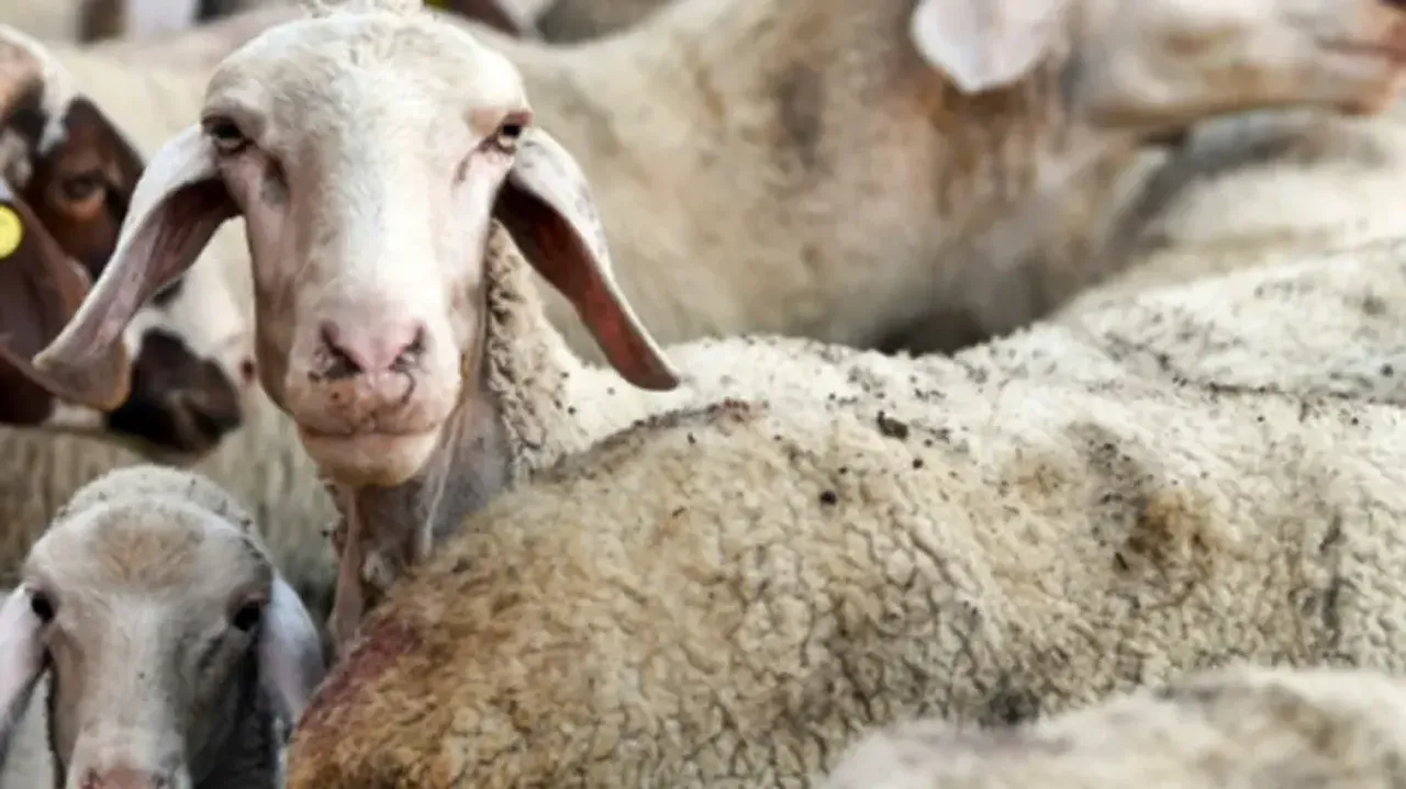 Greece on alert after outbreak of small-ruminants plague