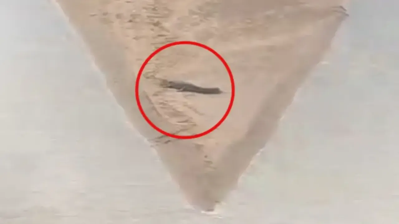 Crocodile spotted in Cuttack