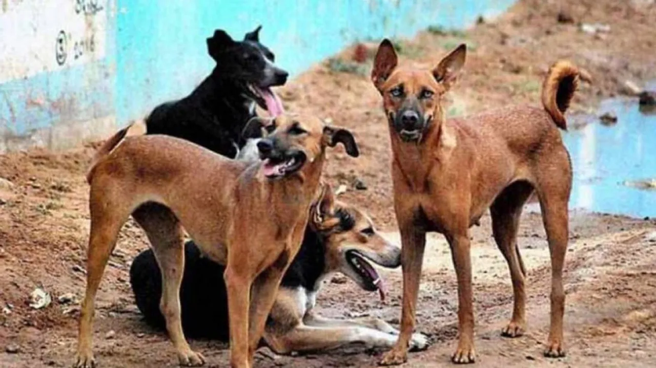Stray dog census to begin in Bhubaneswar from tomorrow