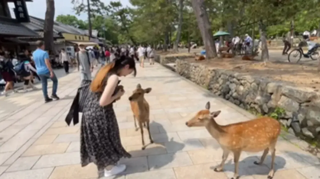 Heartwarming video of deer bowing to girl captures hearts online – Watch