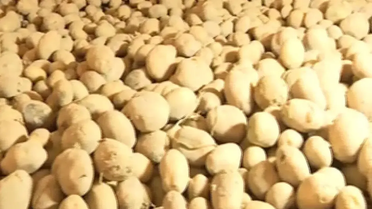 odisha stares at potato crisis