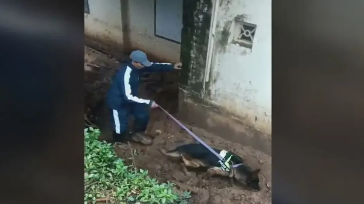 Wayanad Landslide: Sniffer dog from Odisha helping rescuers locate victims