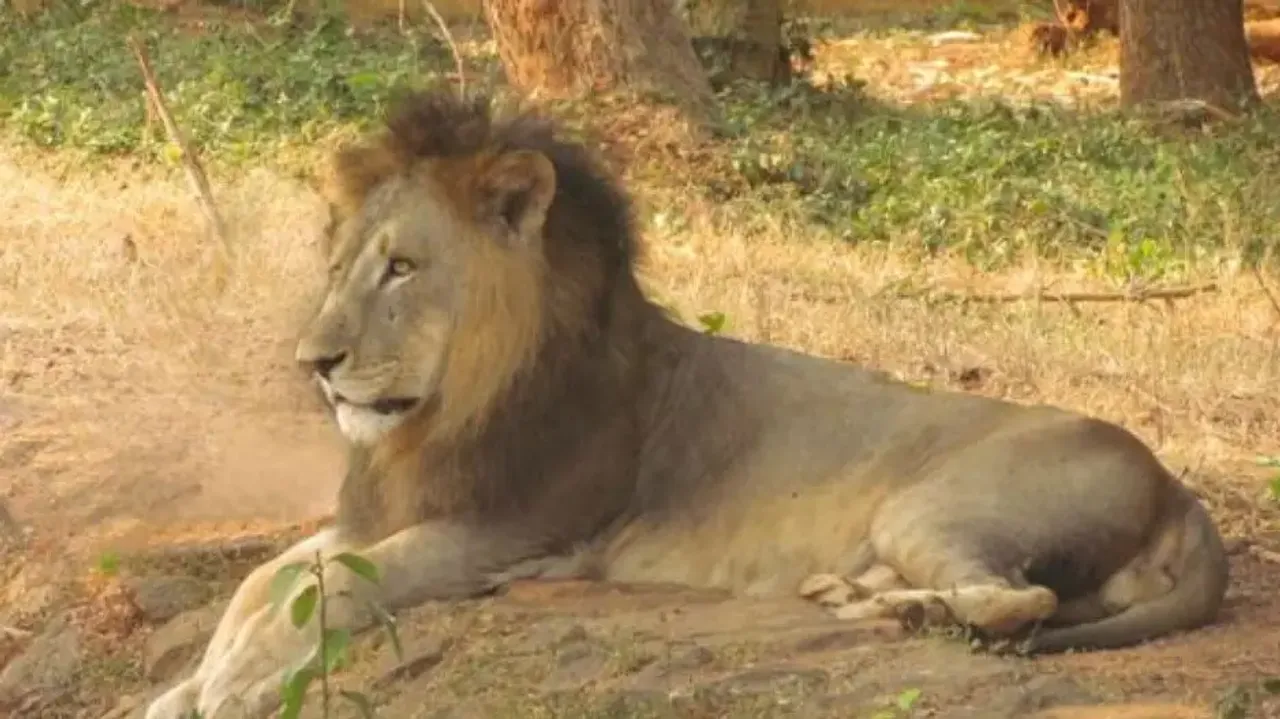 Lion ‘Krish’ dies in Odisha’s Nandankanan Zoological Park
