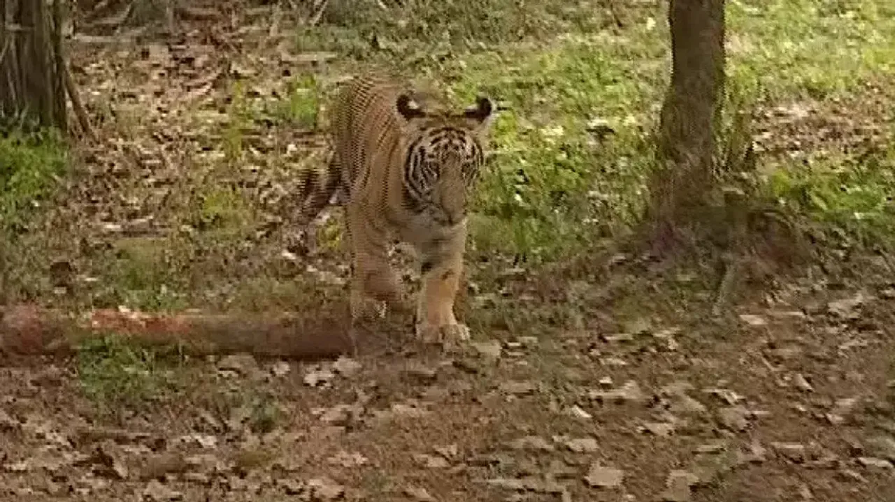Odisha to bring 5 Royal Bengal Tigers