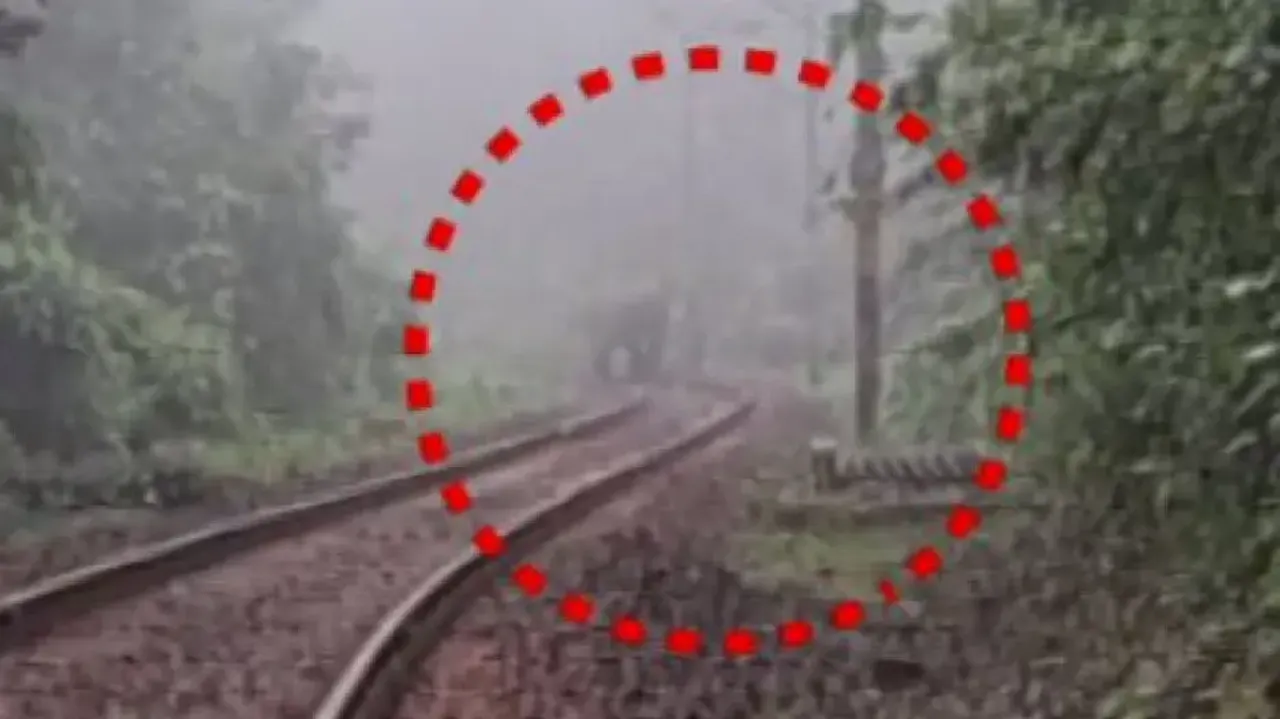 Elephant calf dies after being hit by train, herd guards carcass in Sundargarh; another jumbo death 